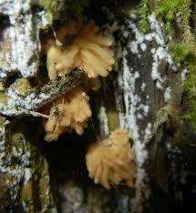 Attēlu rezultāti vaicājumam “Heterotrichia oerstedii (syn. Arcyria oerstedii) young”