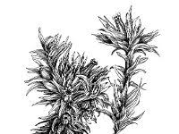 Attēlu rezultāti vaicājumam “Orthotrichum affine var. affine”