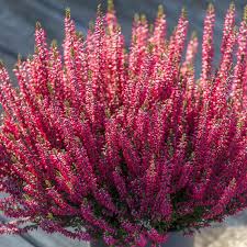 Attēlu rezultāti vaicājumam “Calluna vulgaris fruit”