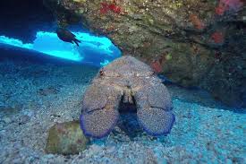 Image result for Scyllarides latus