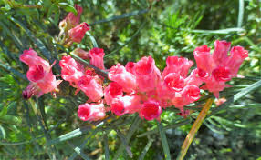 Attēlu rezultāti vaicājumam “Apocynaceae”