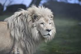 Image result for Llantwit Lions