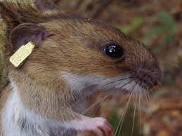 Attēlu rezultāti vaicājumam “Apodemus flavicollis”