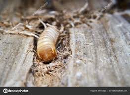 Attēlu rezultāti vaicājumam “Saperda carcharias”