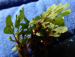 Attēlu rezultāti vaicājumam “Rhizomnium punctatum sporophyte”