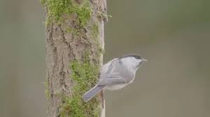 Image result for Poecile montana