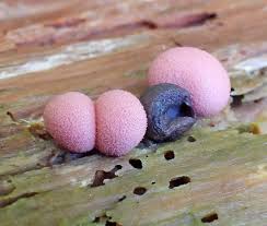 Attēlu rezultāti vaicājumam “Lycogala fuscoolearium”