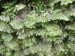 Attēlu rezultāti vaicājumam “Trichocolea tomentella”