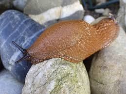 Attēlu rezultāti vaicājumam “Arion rufus”