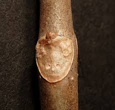 Attēlu rezultāti vaicājumam “Aesculus flava leaf”