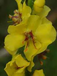 Attēlu rezultāti vaicājumam “Verbascum blattaria”