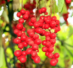 Attēlu rezultāti vaicājumam “Schisandra chinensis”