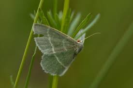 Attēlu rezultāti vaicājumam “Chlorissa viridata”