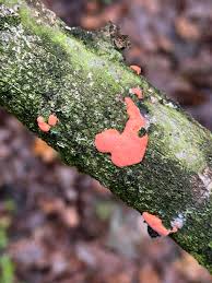 Attēlu rezultāti vaicājumam “Illosporiopsis christiansenii”