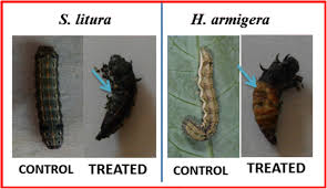 Attēlu rezultāti vaicājumam “Agrochola litura imago”