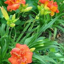 Image result for Hemerocallis `Moses Fire`