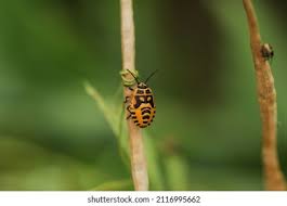 Attēlu rezultāti vaicājumam “Eurydema dominulus imago”