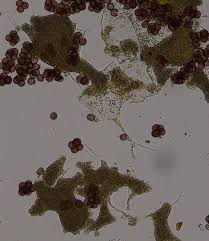 Attēlu rezultāti vaicājumam “Badhamia nitens sessile”