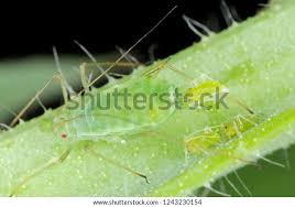 Attēlu rezultāti vaicājumam “Acyrthosiphon”