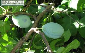 Attēlu rezultāti vaicājumam “Prunus domestica subsp. domestica”