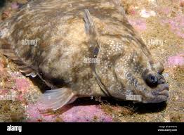 Image result for Liopsetta glacialis