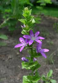 Attēlu rezultāti vaicājumam “Venusia blomeri”