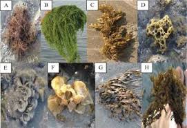 Attēlu rezultāti vaicājumam “Enteromorpha sp.”