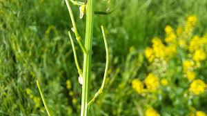 Attēlu rezultāti vaicājumam “Barbarea vulgaris subsp. arcuata flower”