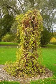 Attēlu rezultāti vaicājumam “Schisandra chinensis flower”