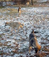 Attēlu rezultāti vaicājumam “Canis lupus familiaris”