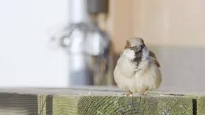 Attēlu rezultāti vaicājumam “Corvus cornix juvenile”