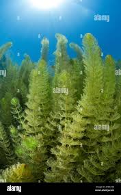 Attēlu rezultāti vaicājumam “Myriophyllum spicatum”