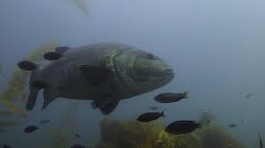 Image result for Stereolepis gigas