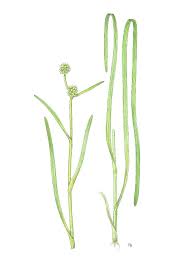 Attēlu rezultāti vaicājumam “Sparganium minimum fruit”