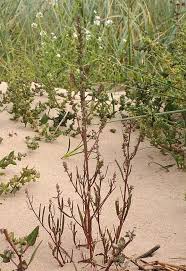 Attēlu rezultāti vaicājumam “Atriplex littoralis fruit”