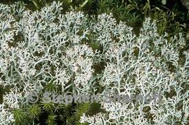 Attēlu rezultāti vaicājumam “Cladonia mitis”