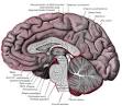 Corpus callosum - Wikipedia, the free encyclopedia