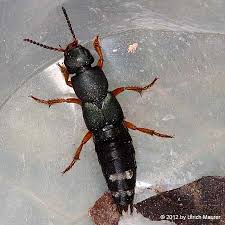 Attēlu rezultāti vaicājumam “Platydracus fulvipes”