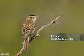 Attēlu rezultāti vaicājumam “Acrocephalus schoenobaenus”