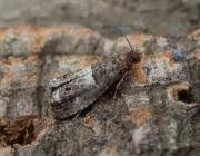 Attēlu rezultāti vaicājumam “Notocelia roborana”