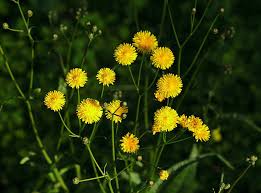 Attēlu rezultāti vaicājumam “Hypochaeris radicata fruit”