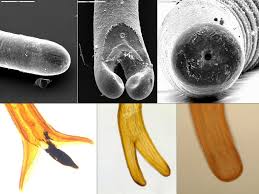 Attēlu rezultāti vaicājumam “Nematomorpha”