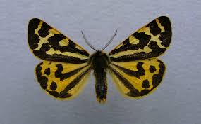 Attēlu rezultāti vaicājumam “Parasemia plantaginis”