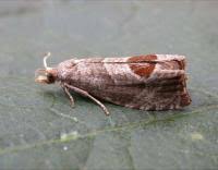 Attēlu rezultāti vaicājumam “Notocelia uddmanniana”