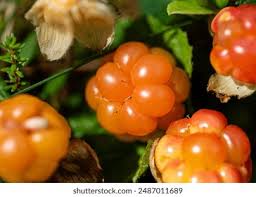 Attēlu rezultāti vaicājumam “Rubus chamaemorus fruit”