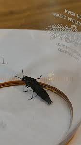 Attēlu rezultāti vaicājumam “Quedius dilatatus”