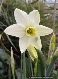 Attēlu rezultāti vaicājumam “Narcissus”