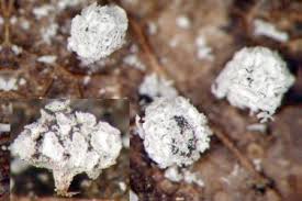 Attēlu rezultāti vaicājumam “Didymium squamulosum”