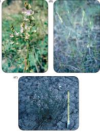 Attēlu rezultāti vaicājumam “Astragalus glycyphyllos fruit”