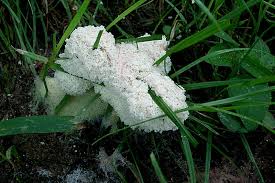 Attēlu rezultāti vaicājumam “Fuligo candida”